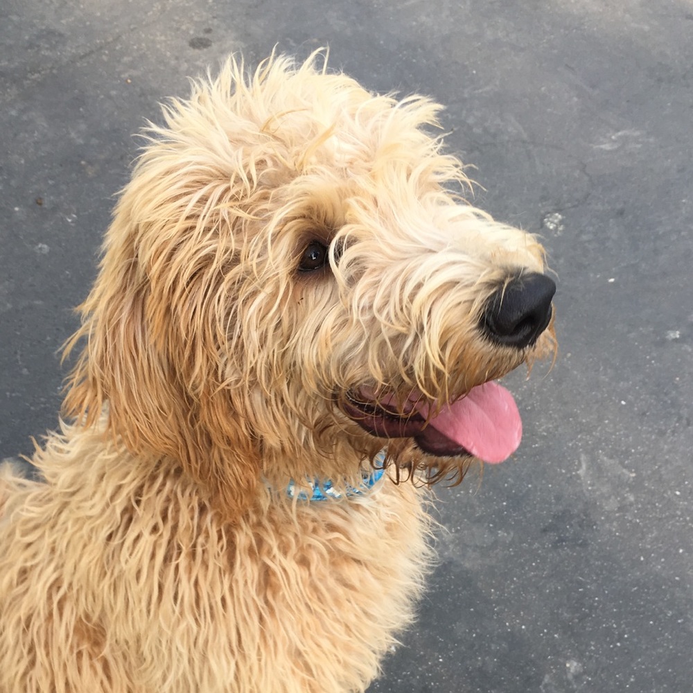 Meet your Posher, Carly